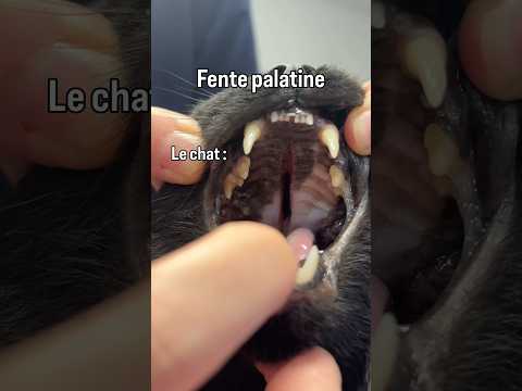 Chat noir tombé du ciel #cat #chat