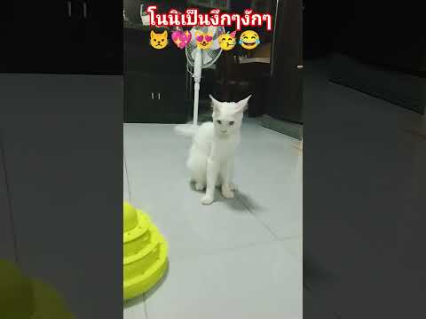 #โนนิแมวเด็กจะเป็นงึกๆงักๆอ๊องๆต๊องๆ😅😂