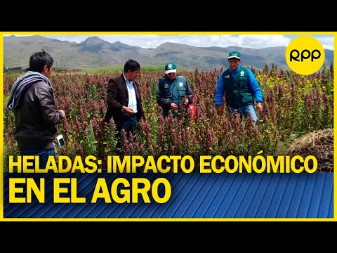 Economía: Impacto económico en el sector agrícola debido a las heladas