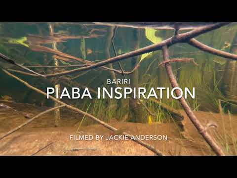 Piaba Inspiration This collection of wild fish at Bariri is the perfect inspiration for an aquarium! The gentle captur