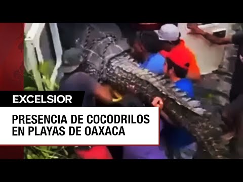 Alertan por la presencia de cocodrilos en playas de Oaxaca