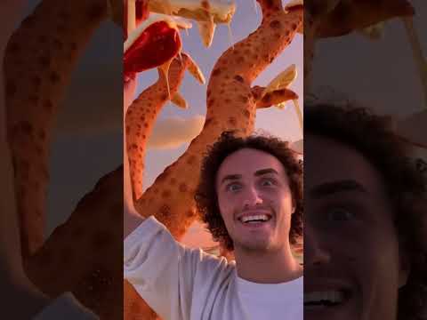 Klik hier om Kwebbelkop van 24 november te bekijken.