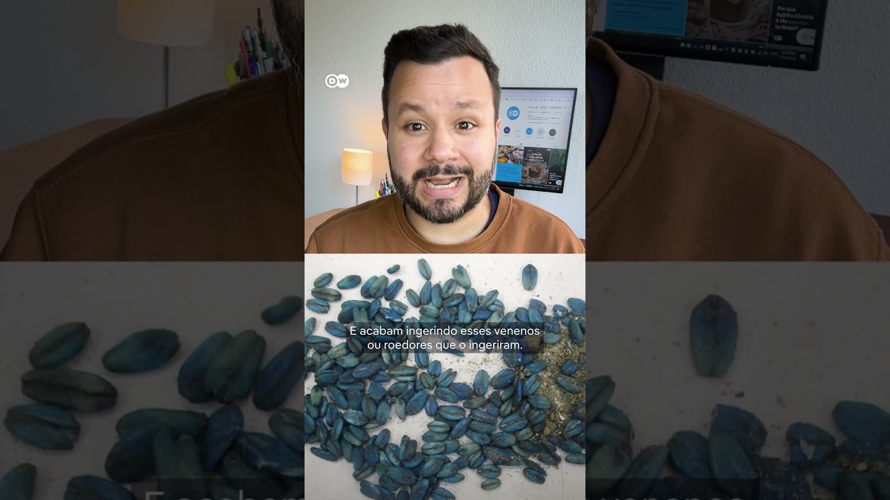 Javaporcos com carne azul neon alarmam a Califórnia