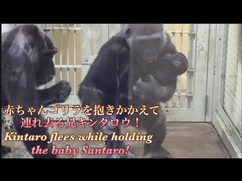 赤ちゃんのサンタロウを抱っこしたまま連れ去る兄キンタロウと、慌てて追いかける母ゲンキ!⭐️ゴリラGorilla【京都市動物園】Kintaro flees while holding Santaro!