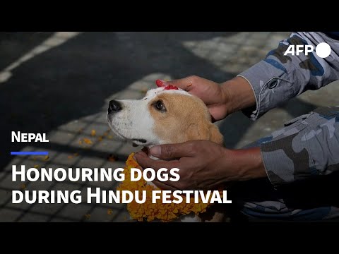 Nepal honours dogs during Hindu festival celebration | AFP