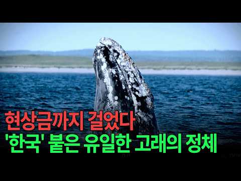 1977년 이후 자취를 감췄다.. 한국 지명이 붙은 유일한 고래를 추적하는 이유 [KBS 네트워크 기획 고래 1편 - 동해의 신화 귀신고래] / KBS 20110428 방송