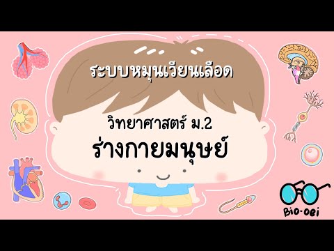 สรุปร่างกายมนุษย์ม.2-ระบบห