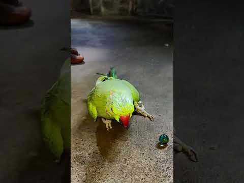 beautiful talking parrot 🦜 mithu 🌱 #talkingparot #petbird #nonstoptalkingparrot #shortvideo #reels