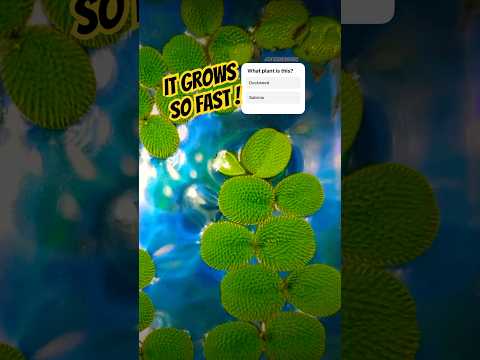 Watch a Timelapse of this amazing plant grow! Gues 