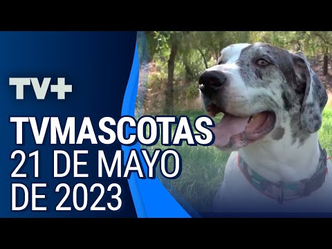 TVMascotas | 21 de Mayo de 2023