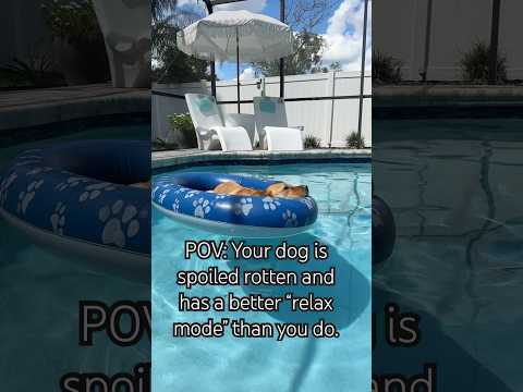 A dog and his float… you won’t find a more relaxed yellow lab in a pool #pool #dog