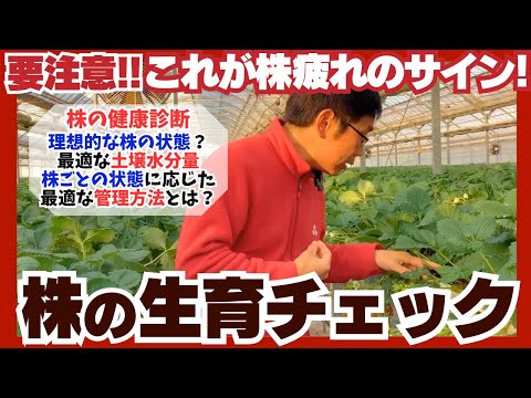 【いちご栽培】1月の株の生育チェックしました！