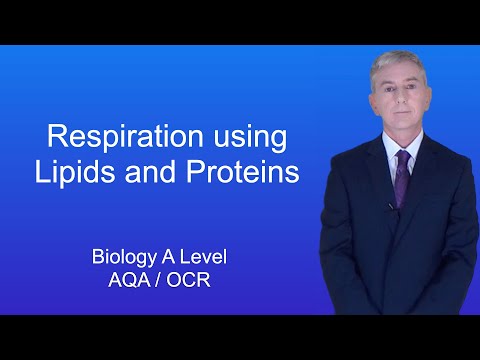 A Level Biology Revision “Respiration Using Lipids and Proteins”