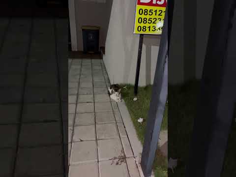 Hantu Kucing #ghost #horrortok #cat #nizamkucinglucu #cute #imut #kucing #kucinganggoralucudanimut