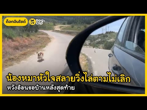 น้องหมาหัวใจสลายวิ่งไล่ตามไม่เ น้องหมาหัวใจสลายวิ่งไล่ตามไม่เ