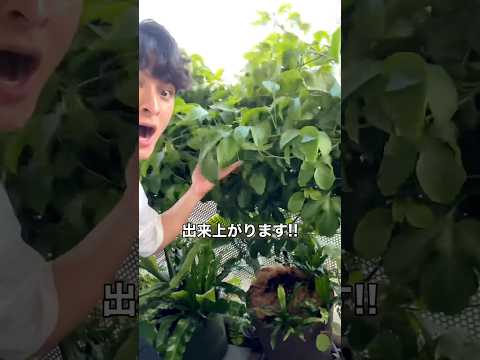 1年で収穫！パッションフルーツの育て方🙄｜そらベジ🥝ガーデンハック #子育て #野菜徹底活用術 #野菜