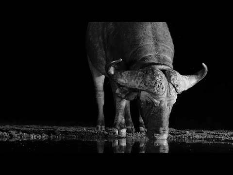 How Tough is the African Buffalo? | Bad Natured | BBC Earth
