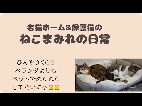 ひんやりな1日 ベランダよりもベッドでぬくぬくしてたいにゃ🐱🐱
