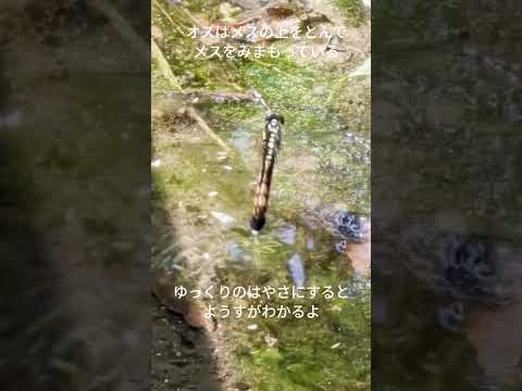 まもってまもられて(文字つき)