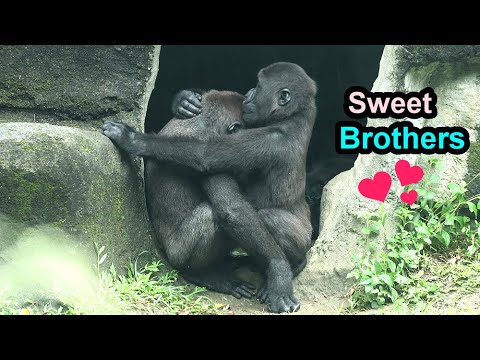 Sweet hug & kiss for Gorilla Ringo & Jabali 金剛猩猩Ringo,Jabali愛的抱抱,Jabali勾Ringo小指兩兄弟互動好有愛 サムネイル