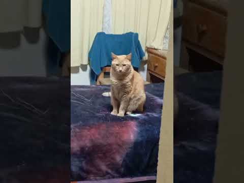 Mi Güerote ❤️#reels #gatos #viralvideo #cat #humor #pets #love #max #sensual #mascotas #amor #dormir