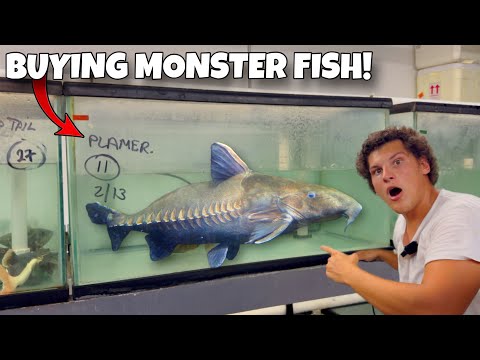 Buying MONSTER FISH For My AQUARIUM! Buying MONSTER FISH For My AQUARIUM! From robsaquatics.com ! We got in some cool new monster fish th