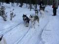 Lapland - Siberian Husky