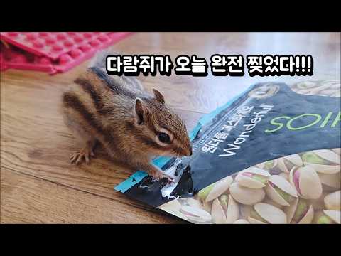 다람쥐가 <strong>오늘</strong> 완전 찢었다!!!