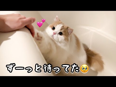 ひとりで飼い主を待ち続けてる猫が健気すぎました！泣