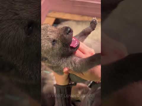 These Wolf Pups Are Just Too Cute to Handle! 🐺❤️ #wolf #wolfdog #greywolf #shorts