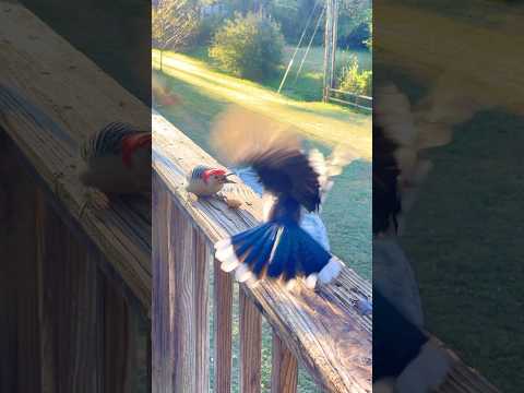 Woodpecker vs Blue Jay