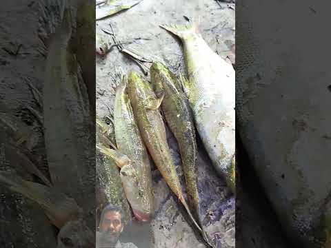 খালের মাছ #bangladesh #shortsfeed #fishing #fish