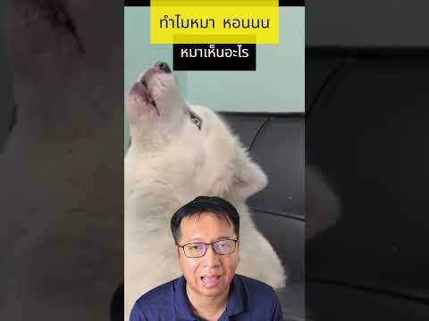 สุนัขหอนตอนกลางคืนสุนัขหอนสาเ