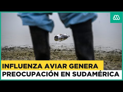 “Emergencia sanitaria”: Influenza aviar capta la atención de expertos en Perú, Ecuador y Venezuela