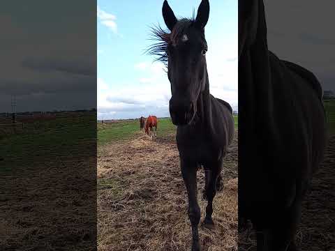 #mars muziek# marsmuziek#horses # paarden in galop