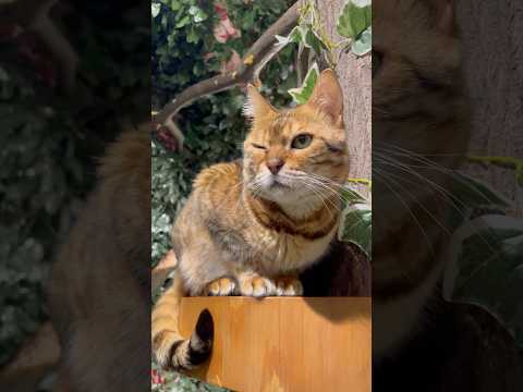 ウインクしてる猫が可愛すぎる！【#京都ひょう猫の森 】