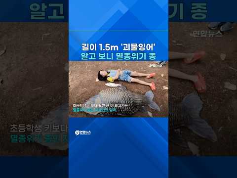 태국서 <strong>길이</strong> 1.5m 무게 100㎏ 자이언트 잉어 발견 #shorts