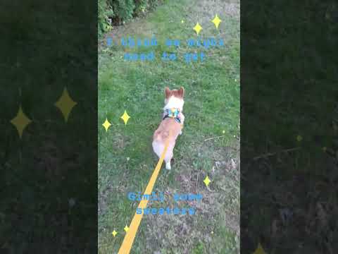 sweater weather #corgi #doggielife #cutedog #puppy