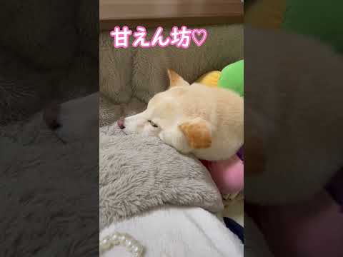 コタツがあると柴犬の甘えん坊が炸裂する😇＃shorts