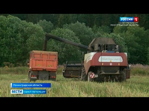 На полях Ленинградской области началась уборка рапса
