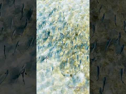 Asked for one permit. The flats said, “all of them.” punta herrero, méxico video thumbnail