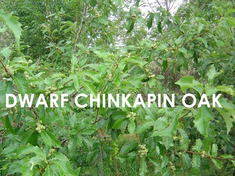 Dwarf Chinkapin Oak – Habitat Tree for Deer
