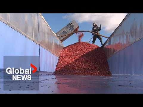 How Quebec cranberries get from the bog to your table