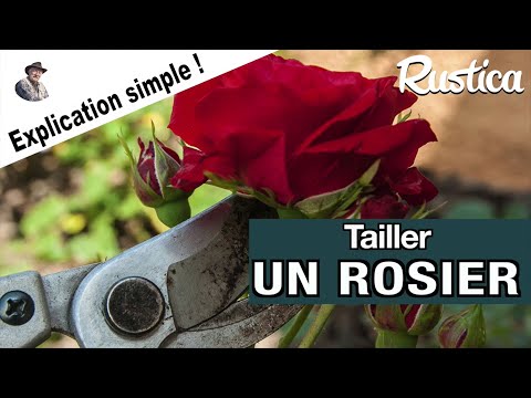 Comment tailler un rosier simplement