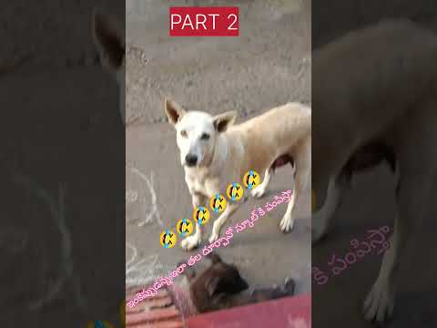 Dog Funny Reaction 😂 | Gate Lo Thala Pettina Kukka 🐶 | Part 2 | Funny Dog Shorts 28 October 2025