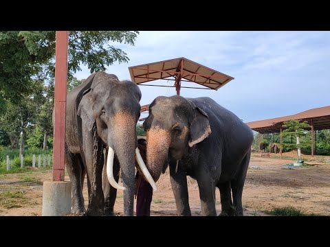 พลายโค้กมารับภรรยาไปตรวจสุขภาพ พลายโค้กมารับภรรยาไปตรวจสุขภาพ