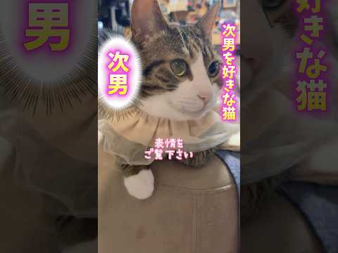 猫の動画サムネイル - 球太🆚ヤクルト#cats #shorts #球太