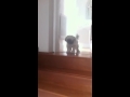 כלב פחדן במדרגות