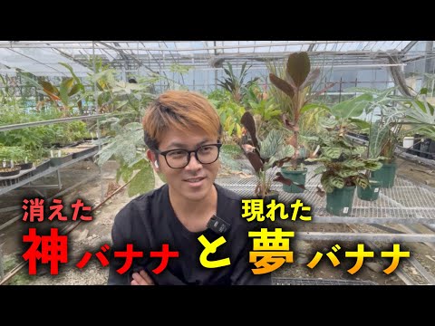 バナナの闇と希望について色々と解説します．