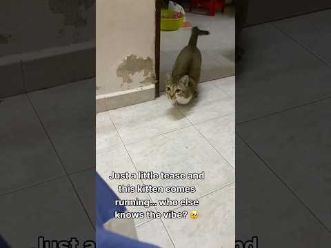 猫の動画サムネイル - who knows🥺 #cat #dinocattutu